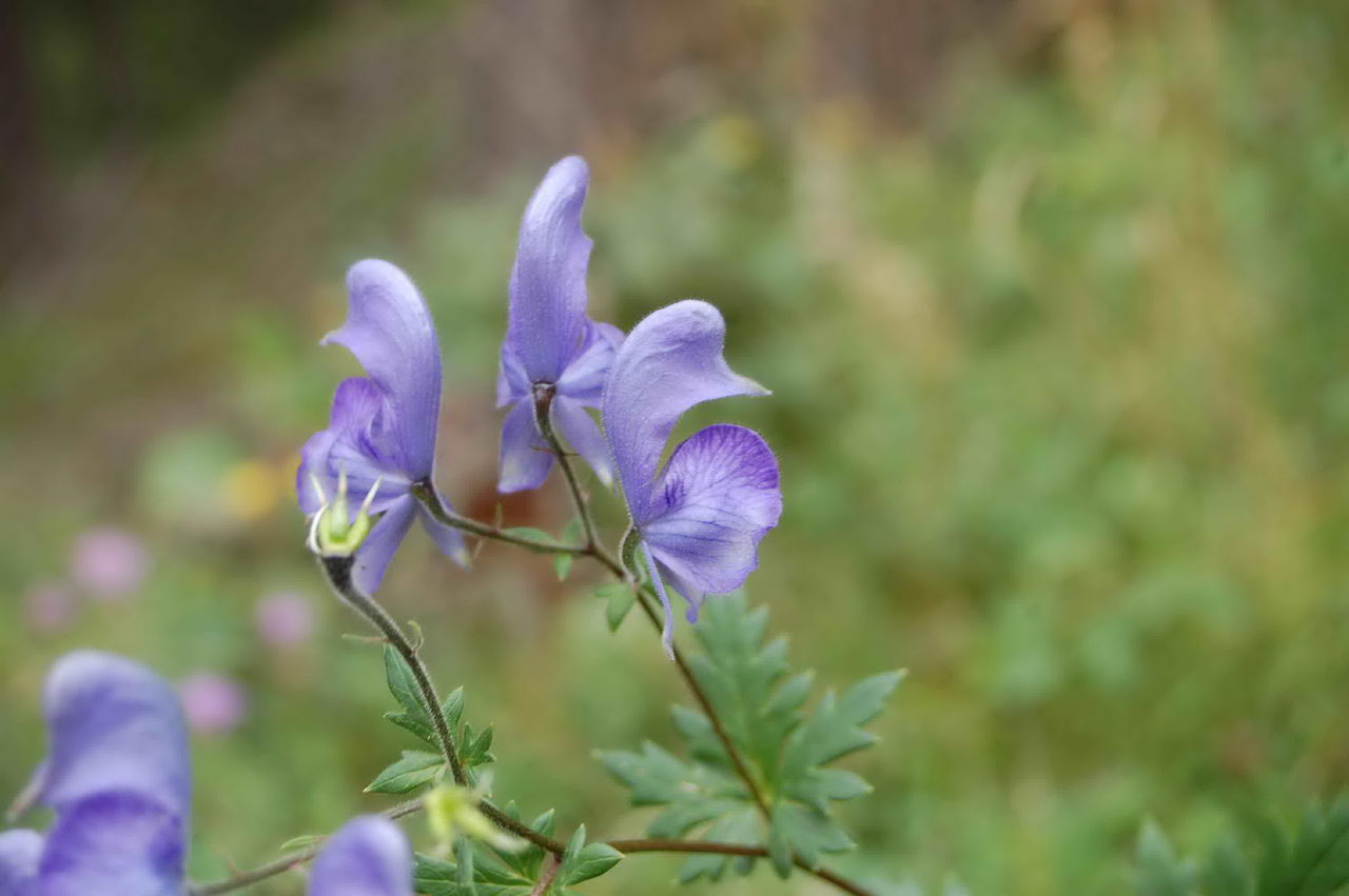 Aconite